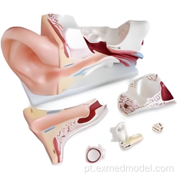 Modelo de demonstração de anatomia da orelha humana